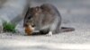 Quit or Join the 'Rat Race'?
