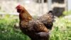 Quiz - Salmonella Turned Into Cancer Killing Super Bug