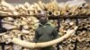 ARCHIVO - Un empleado de los Parques Nacionales de Zimbabue sostiene un colmillo de elefante durante un recorrido por el centro de acopio de marfil del país, en la sede de la agencia en Harare, el 2 de junio de 2016. 