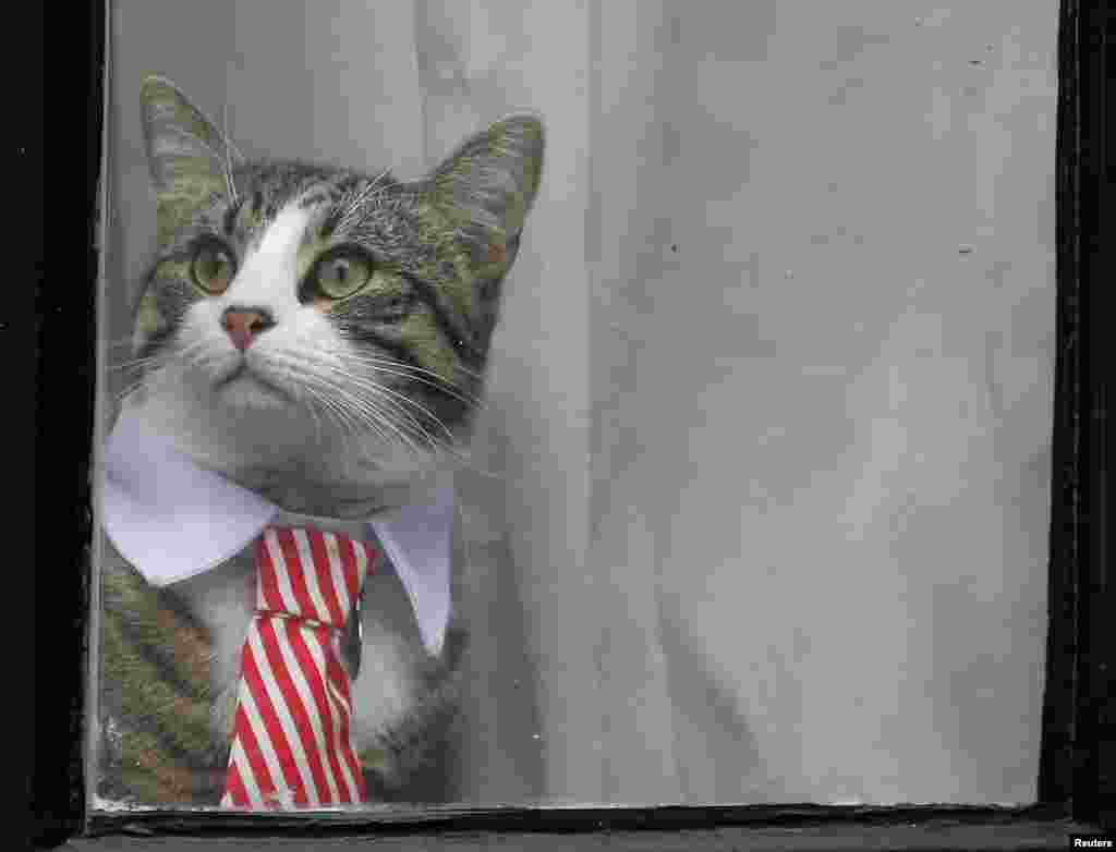 Julian Assange's cat sits at the window of Ecuador's embassy as prosecutor Ingrid Isgren from Sweden interviews Assange in London, Britain.