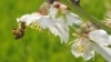 A honey bee packs pollen from this almond tree blossom before returning to her hive.