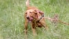 Labrador Retriever Still Top Dog in US, French Bulldog in Second