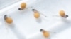 Tooth Regeneration Is on the Horizon