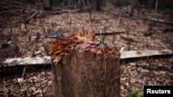 A hacked stump stands in the midst of a logged area in eastern Sierra Leone Apr. 22, 2012.
