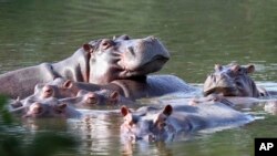 ARCHIVO – Los hipopótamos se bañan en el lago del Parque Hacienda Nápoles, que alguna vez fue propiedad del narcotraficante Pablo Escobar, quien importó tres hipopótamos hembra y uno macho hace décadas, en Puerto Triunfo, Colombia, el 4 de febrero de 2021.