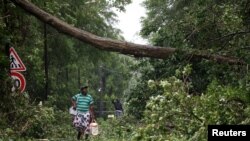 A man looks at a fallen tree as he walks along a street after the passage of Hurricane Maria in Pointe-a-Pitre, Guadeloupe island, France, Sept. 19, 2017.