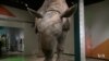 Exhibit Illustrates Extreme Adaptations of Mammals Over Millennia