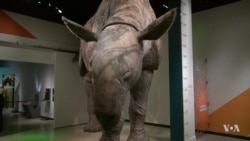 Exhibit Shows Extreme Adaptations of Mammals