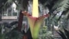 华盛顿美国国家植物园中的巨花魔芋（大臭花）7月22日开花。（美国之音 杨帆拍摄）