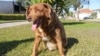 Guinness World Records Has Doubts About Age of World's Oldest Dog