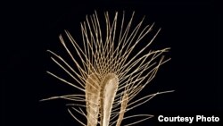 Top 10 New Species 2014