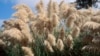 How Gardeners Can Reduce Risk of Fire