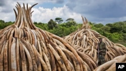 Défenses d'éléphants au Parc National de Nairobi au Kenya, le 28 avril 2016.