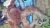 Orangutan jantan ditemukan dalam kondisi luka di bagian kepala di Kecamatan Teluk Sampit, Kabupaten Kotawaringin Timur (Foto: KLHK).