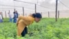 Dr. Zorodzai Maroveke, head of Zimbabwe Industrial Hemp Trust, seen here in a Beatrice farming area on July 7, 2021, says Zimbabwe is making a smart choice with cannabis, since the tobacco market is shrinking. (Columbus Mavhunga/VOA)
