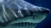 Sharks More Evolved than Previously Thought