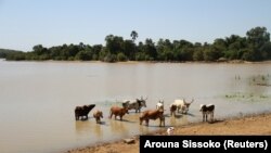 សត្វ​គោ​ផឹក​ទឹក​បឹង Wegnia ក្នុង​តំបន់Sahel ប្រទេស​ម៉ាលីកាលពី​ថ្ងៃទី​២៣ ខែវិច្ឆិកា ឆ្នាំ២០១៩។