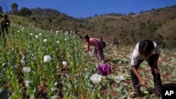 FILE - In this Jan. 30, 2014, photo, volunteers destroy a poppy field near Loi Chyaram village in Myanmar.