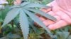 Gay Marriage, Marijuana Proponents See Victory in Election