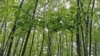 Preocupa deforestación mundial