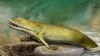 Scientists: Ancient Fish Early Bones Found in the Human Hand