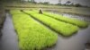 Changing Gene in Plant Could Yield More Crops
