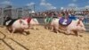 State Fairs: A Deep-Fried Taste of the U.S.