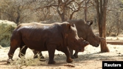 Rhinos with cut horns walk at a farm in Musina, Limpopo province, South Africa, May 9, 2012. 