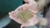 The Teff Company co-founder Wayne Carlson shows the tiny grains of teff before cleaning. There are 2,500 to 3,000 grains per gram. (Credit: Tom Banse)