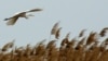 Quiz - A White Heron by Sarah Orne Jewett