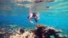 Scientists Learn What Killed Caribbean Sea Urchins