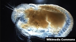 A microscopic image of an ostracod. (Anna Syme/Wikipedia Commons)