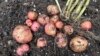 How to Harvest Your Potatoes 