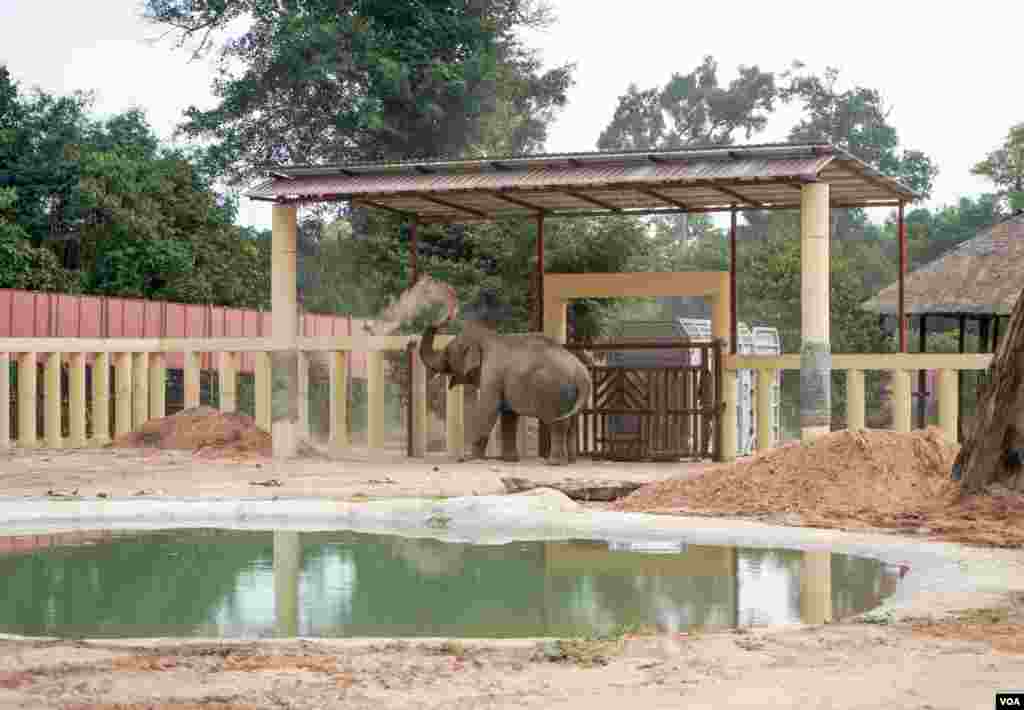 ដំរីឈ្មោះកាវ៉ាន (Kaavan) ដែលត្រូវបានគេស្គាល់ថាជាដំរីឯកោ បានចាប់ផ្តើមសម្របខ្លួនទៅនឹងស្ថានភាពរស់នៅ នៅដែនជម្រកសត្វព្រៃនៅកម្ពុជា ខេត្តឧត្តរមានជ័យ នៅថ្ងៃទី០១ ខែធ្នូ ឆ្នាំ២០២០។ (ខាន់ សុគុំមនោ/VOA)