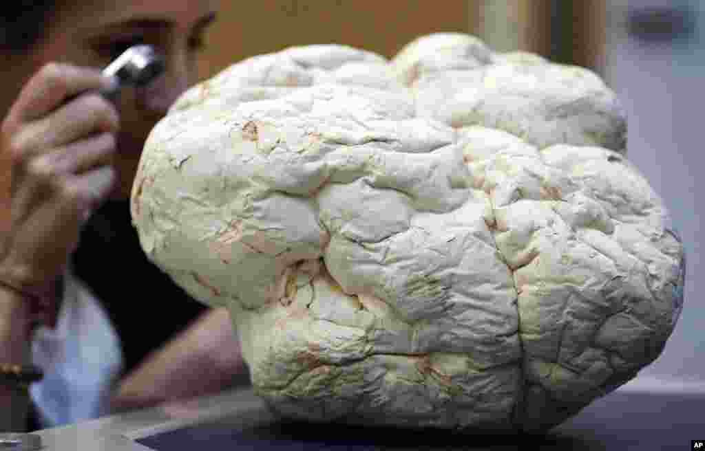 Scientist Laura Martinez-Suz examines the Calvatia Gigantea fungus, one of the largest, once also called puffball, at Kew Gardens' fungarium in London, Sept. 11, 2018.