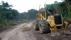 Greenpeace appelle au boycott des blocs pétroliers mis aux enchères par Kinshasa
