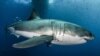 Un gran tiburón blanco en aguas cercanas a la Isla Guadalupe, en el Pacífico mexicano. 18-2-19. Byron Dilkes/Danah Divers/Handout via REUTERS. 