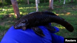 ARCHIVO - En la imagen, del 11 de junio de 2022, se muestra un ejemplar de bagre nariz de cerdas (Ancistrus sp.), correspondiente a una nueva especie descubierta durante una expedición de evaluación rápida de Conservación Internacional en el paisaje del Alto Mayo en Perú.