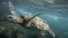 Une grosse tortue verte protégée, nouvelle victime du plastique en Thaïlande