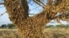 "La Niña" continuaría impactando patrones climáticos hasta 2021