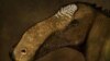'Superduck' Dinosaur Provides Insight Into Elaborate Head Crests