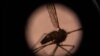 La OMS declara a El Salvador como el primer país de Centroamérica libre de malaria