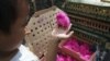 Bird Flu Kills 4-Year-Old Boy in Indonesia
