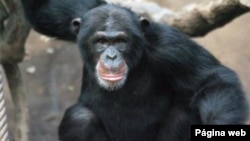 Chimpanzés são ameaça no Namibe