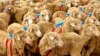 Each sheep in the experiment was fitted with a small blue backpack with a Global Positioning Device (Photo by A. J. Morton).