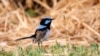Birds Learn Each Other’s ‘Languages’ by Listening, Experts Say