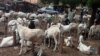 Cinikin Dabbobi Ya Yi ‘Kasa a Nijar Gabannin Babbar Sallah