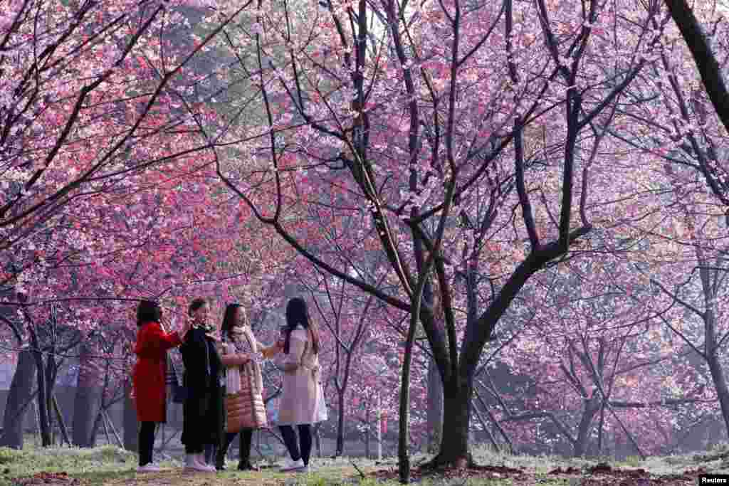 2018年3月9日,武汉春来早,东湖樱花园,粉花似云霞,人在画中游。 这是占地150多亩的日式庭园,大约有樱花5000多株。照片上人不多,但后来也有游客万头攒动的时候,以至于有网友写道:“你赏的不是花,是人”,还有人用英文写道“观赏武汉大学的人海,是每一朵樱花的梦想”。