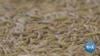 Huge Expansion for Insect Factory Farms