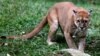 Venezuela Food Shortages Leave Zoo Animals Hungry